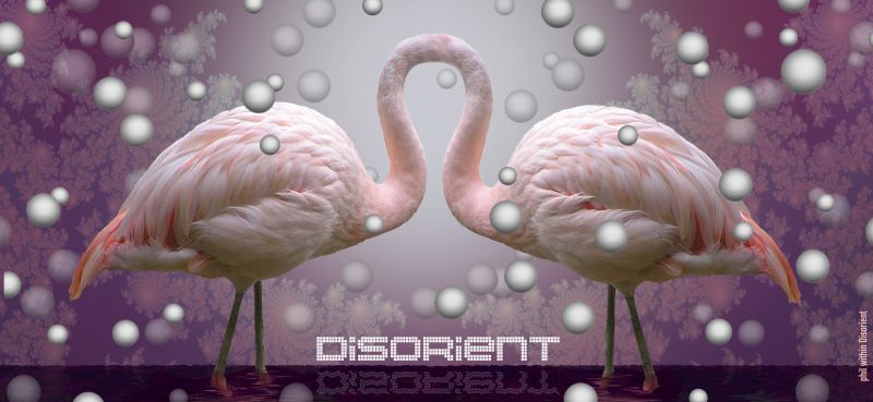 Disorient2015FlamingoPhilJarry.jpg